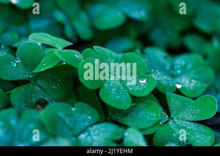 Regentropfen auf Klee Stockfoto