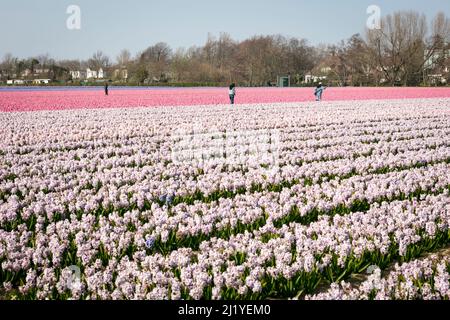 Menschen, die an einem frühen Frühlingstag in den holländischen Blumenfeldern um Lisse in den Niederlanden zwischen Reihen von Hyazinthen (Hyacinthus Orientalis) in ordentlichen Reihen wandern. Stockfoto