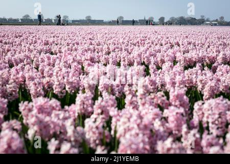 Die Menschen bewundern Reihen von Hyazinthen (Hyacinthus Orientalis), in ordentlichen Reihen an einem frühen Frühlingstag auf den niederländischen Blumenfeldern um Lisse in den Niederlanden. Stockfoto