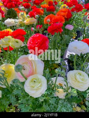 Ranunculus, auch bekannt als Butterblumen, wunderschöne Blumen aus nächster Nähe im Garten Stockfoto