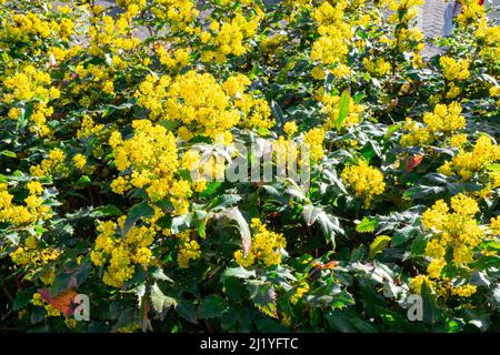 Gelb blühender Mahonia japonica in einem Garten Stockfoto