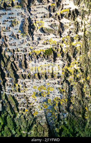 Detailliertes Bild von Algen auf dem Stamm eines Aspen-Baumes, wodurch ein schöner strukturierter Effekt entsteht. Stockfoto