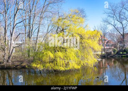 An einem sonnigen Frühlingstag hängen Zweige einer gelben Weide über dem Wasser Stockfoto