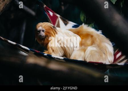 Blick auf zwei goldene Löwentamarine (Leontopithecus rosalia), die sich in einer farbenfrohen Hängematte entspannen Stockfoto