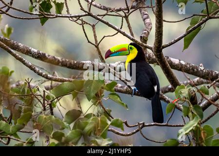 Kiel-billed Toucan (Ramphastos sulfuratus), auch als Schwefel-breasted Toucan oder Rainbow - bekannte Billed toucan Stockfoto