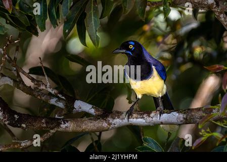 Schwarzkehlchen-Eichelhäher Cyanocorax affinis thront Stockfoto