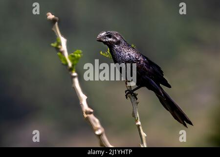 Glatt-billed ani Stockfoto