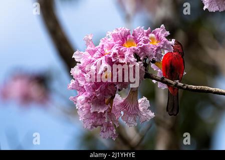 Karmesinroter Tanager, der die Blüten eines Tabebuia-Rosea-Baumes fütterung Stockfoto