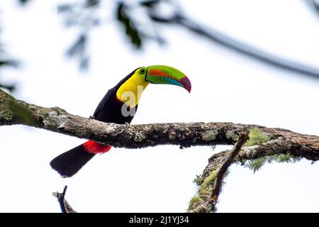 Ein Tukan mit Regenbogenschnabel thront hoch oben auf einem Baum im Regenwald Stockfoto