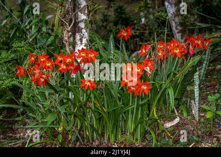 Viele rote Lilie blüht im Garten Stockfoto