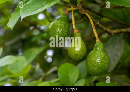 3 Avocado-Früchte, die an einem Baum hängen, sind fast zur Ernte bereit Stockfoto