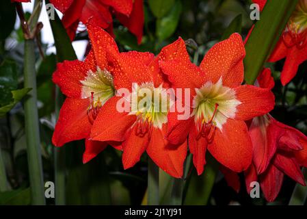 Drei rote Lilienblüten mit Regentropfen auf ihnen Stockfoto