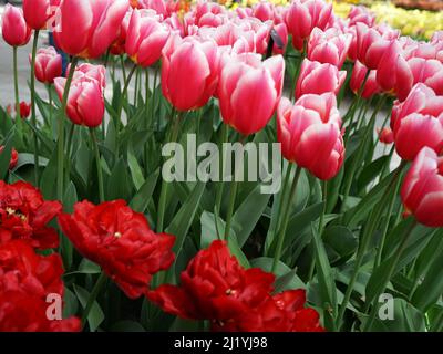 Rote und weiße Tulpensorte 'Eurotopper'. Rote frühe doppelte Tulpen sind vorne. Stockfoto