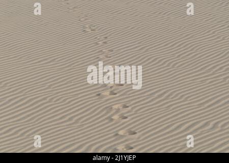 Fußabdrücke im Sand. Landschaftsansicht des Sonnenuntergangs über den Sanddünen in Lencois Maranhenses, Brasilien Stockfoto