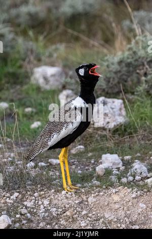 Nördlicher schwarzer Korhaan, Afrotis afraoides, großer Vogel im Busch in Namibia Stockfoto