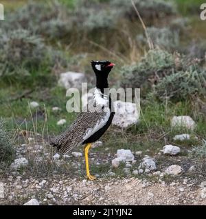 Nördlicher schwarzer Korhaan, Afrotis afraoides, großer Vogel im Busch in Namibia Stockfoto