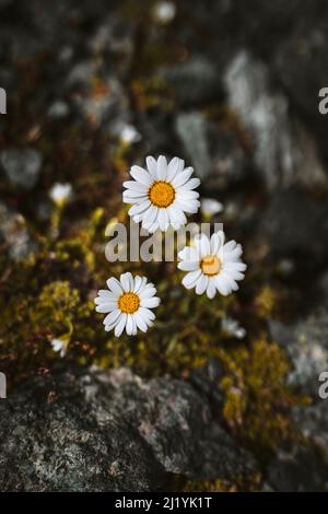 Drei Gänseblümchen auf felsigem Boden mit Moos Stockfoto