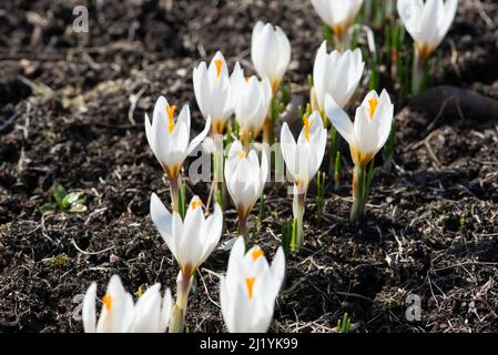 Junge weiße Krokusblüten blühen im frühen Frühlingsgarten. Stockfoto