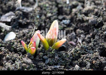 Lilien beginnen in trockenem, rissiger Erde zu sprießen. Stockfoto