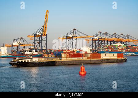 EuroOmax Container Terminal, Containerfrachter, im Seehafen Rotterdam, Niederlande, Yangtzehaven, Barge, Tiefseehafen Maasvlakte 2, auf einer Arti Stockfoto