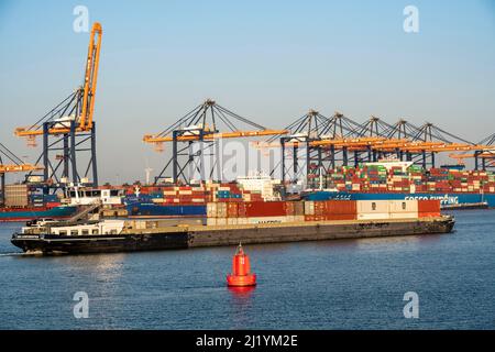 EuroOmax Container Terminal, Containerfrachter, im Seehafen Rotterdam, Niederlande, Yangtzehaven, Barge, Tiefseehafen Maasvlakte 2, auf einer Arti Stockfoto
