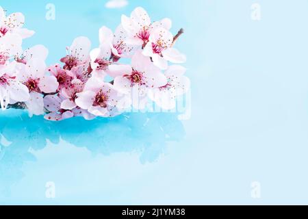 Im Frühjahr die Kirschblüte auf blauem Hintergrund mit Kopie Raum Stockfoto