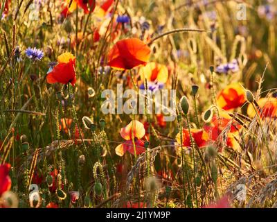 Dranske, Deutschland. 28.. Juni 2021. 28.06.2021, Dranske auf Rügen. Im Licht der Abendsonne blüht am Rand eines Kornfeldes roter Maismohn. Daneben befinden sich ein paar blaue Kornblumen im Gras. Solche Blumenstreifen und Miniaturblumenwiesen sind wichtige Lebensräume für Bienen, Hummeln und andere Insekten in ländlichen Gebieten. Quelle: Wolfram Steinberg/dpa Quelle: Wolfram Steinberg/dpa/Alamy Live News Stockfoto