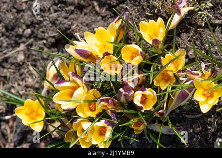 Junge gelbe Krokus blühen im frühen Frühlingsgarten. Stockfoto