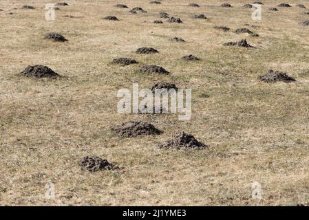 Maulwurfshügel oder Maulwurfshügel, Maulwurfshügel auf Gartenwiese. Stockfoto