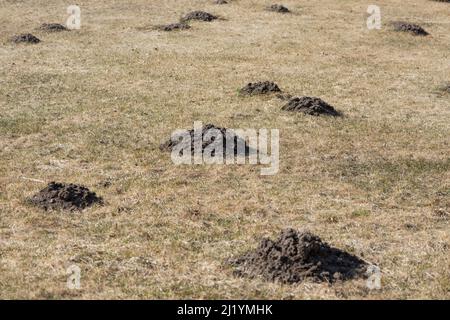 Maulwurfshügel oder Maulwurfshügel, Maulwurfshügel auf Gartenwiese. Stockfoto