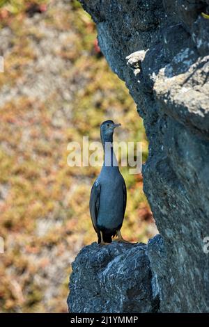 Gepunkteter Shag (Stictocarbo punctatus) Taiaroa Head, in der Nähe von Dunedin, Südinsel, Neuseeland Stockfoto