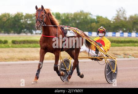 Pferd. Pferdesport. Trotter Race. Jockey. Trabrennen. Hippodrome Stockfoto