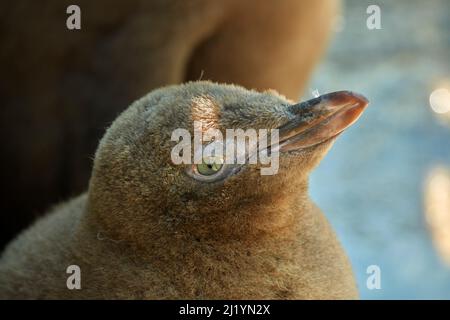 Gelbäugige Pinguinschnecke (Megadyptes Antipodes) oder Hoiho, Otago Peninsula, Dunedin, Südinsel, Neuseeland Stockfoto