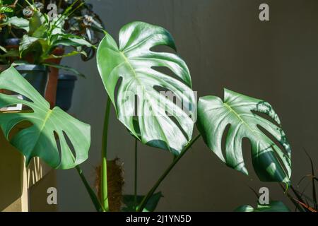 Viele Monstera Pflanzen Sorte Delicose oder schweizer Käse auf hellem Hintergrund. Stilvolles und minimalistisches Heim-Dschungel-Interieur. Home grünen Garten in Töpfen in der Sonne Stockfoto
