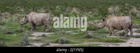 Ein paar schwarze Nashorn, Diceros bicornis, im Busch in Namibia, wilde Tiere Stockfoto