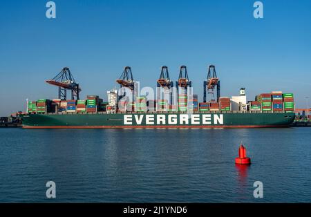 Containerschiff der Reederei Evergreen, Ever Grade, be- und entladen, Euromax Container Terminal, Containerfrachter, im Seehafen o Stockfoto