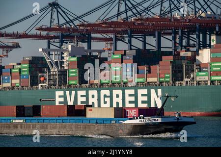 Containerschiff der Reederei Evergreen, Ever Grade, be- und entladen, Euromax Container Terminal, Containerfrachter, im Seehafen o Stockfoto