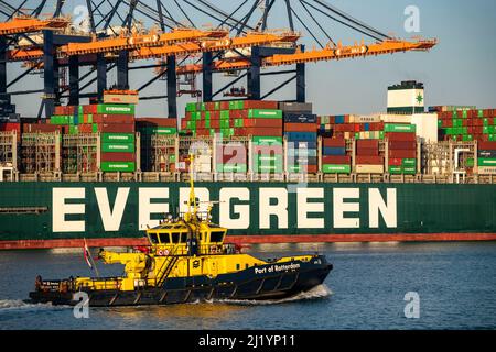 Containerschiff der Evergreen Reederei, Ever Grade, be- und entladen, Euromax Container Terminal, Containerfrachter, im Seehafen o Stockfoto