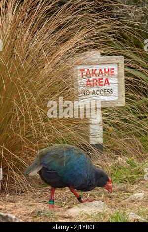 Takahe (Porphyrio hochstetteri), Orokanui Ecosanctuary, in der Nähe von Dunedin, Südinsel, Neuseeland Stockfoto