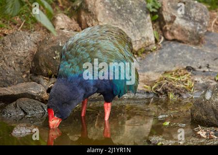 Takahe (Porphyrio hochstetteri), Orokanui Ecosanctuary, in der Nähe von Dunedin, Südinsel, Neuseeland Stockfoto