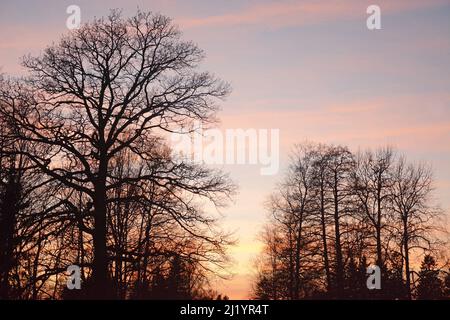 Sonnenuntergang im frühen Frühjahr mit Silhouetten von Bäumen. Schöner rosa Himmel Stockfoto