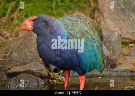 Takahe (Porphyrio hochstetteri), Orokanui Ecosanctuary, in der Nähe von Dunedin, Südinsel, Neuseeland Stockfoto