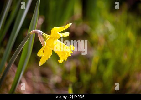 Einzelne Narzissenblume in der englischen Landschaft Stockfoto