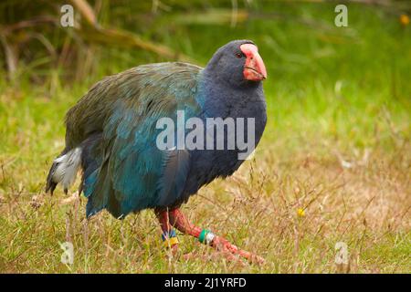 Takahe (Porphyrio hochstetteri), Orokanui Ecosanctuary, in der Nähe von Dunedin, Südinsel, Neuseeland Stockfoto