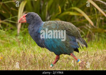 Takahe (Porphyrio hochstetteri), Orokanui Ecosanctuary, in der Nähe von Dunedin, Südinsel, Neuseeland Stockfoto