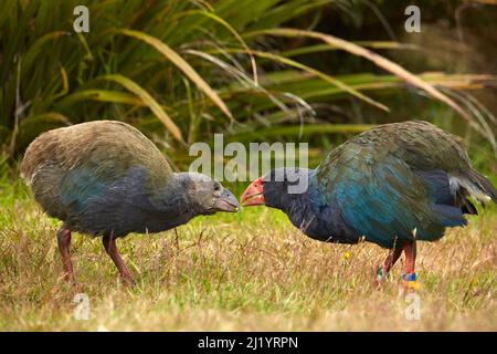 Takahe, ein erwachsenes Fresserküken (Porphyrio hochstetteri), Orokanui Ecosanctuary, in der Nähe von Dunedin, Südinsel, Neuseeland Stockfoto