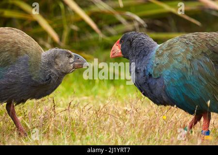 Takahe Adult and Chick (Porphyrio hochstetteri), Orokanui Ecosanctuary, in der Nähe von Dunedin, Südinsel, Neuseeland Stockfoto