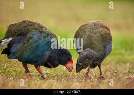 Takahe Adult and Chick (Porphyrio hochstetteri), Orokanui Ecosanctuary, in der Nähe von Dunedin, Südinsel, Neuseeland Stockfoto