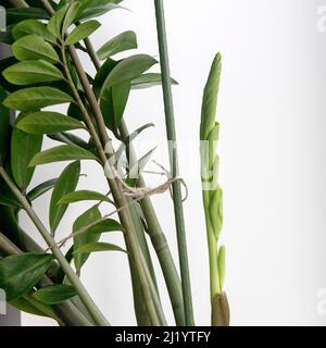 Zamioculcas Pflanze. Fragment einer Pflanze und ein frischer Spross gegen eine weiße Wand Stockfoto