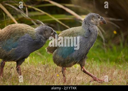 Takahe Küken (Porphyrio hochstetteri), Orokanui Ecosanctuary, in der Nähe von Dunedin, Südinsel, Neuseeland Stockfoto